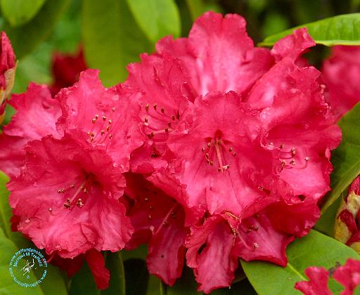 Rhododendron 8T53D-11.JPG